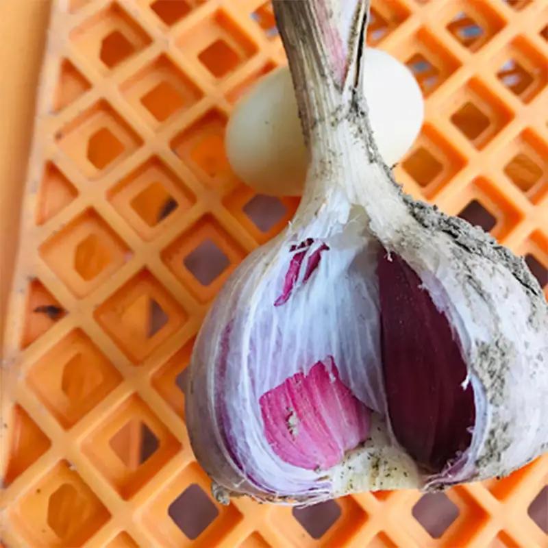 最上伝承野菜 【最上赤にんにく】 600g（バラ） にんにく ニンニク 薬味 ガーリック 野菜 F3S-2953