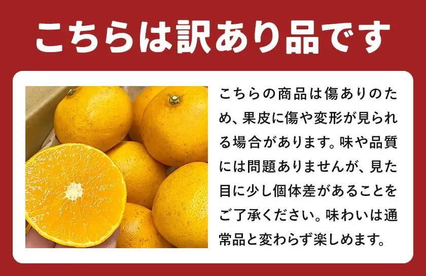 せとか 訳あり 4kg