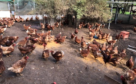 No.421 彩美卵　寿　10個