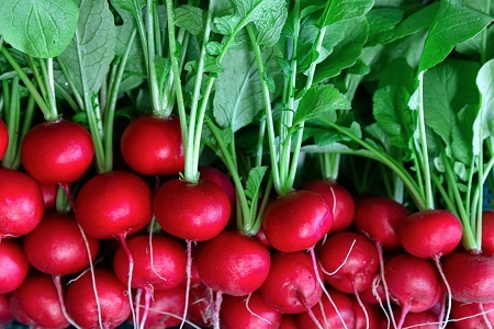 京丹波ラディッシュ 7袋セット 京都 丹波 大粒 ジューシー フルーティー ソテー グリル料理 バーベキュー アヒージョ かき揚げ サラダ スープ ※北海道・沖縄・その他離島への配送不可 [010NM