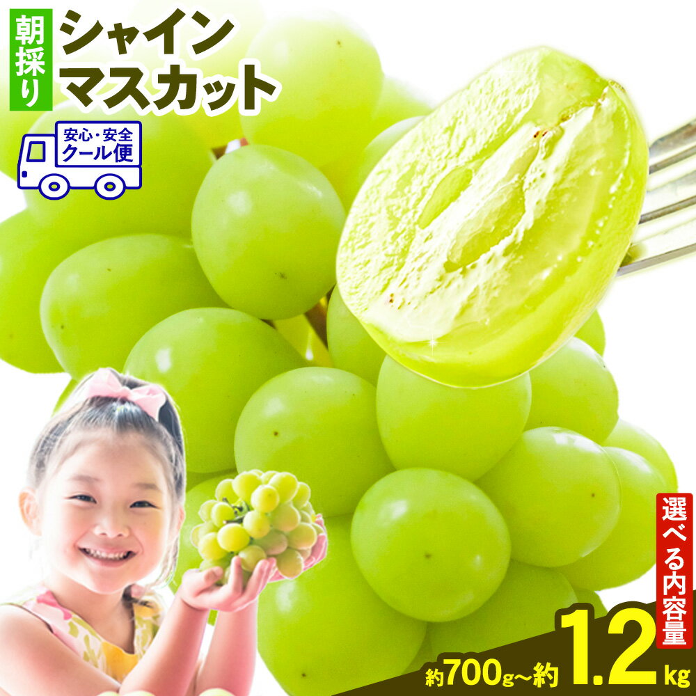 【ふるさと納税】シャインマスカット マスカット 朝採り シャインマスカット 選べる 1房 2房 700g 1.2kg 前田果樹園《8月下旬-9月末頃出荷》熊本県 荒尾市 旬 果物 フルーツ デザート ふるーつ ますかっと しゃいんますかっと