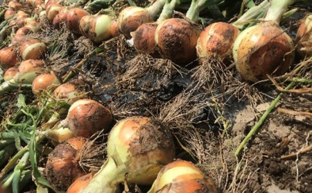 季節の野菜セット【栽培期間中　無農薬、無科学肥料】 野菜の詰め合わせ 旬の野菜 珍しい野菜 旬の食材 国産 日本産 おたのしみ 食べ物 食品 ベジタブル 春野菜 夏野菜 秋野菜 冬野菜 葉物 根菜 