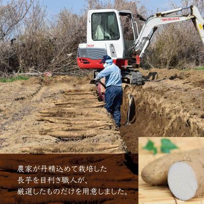 ふるさと納税 長野市 【日本有数の長芋産地より】長野市松代産「長寿長芋」約5kg(3〜4本) |  | 03