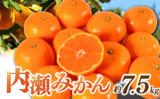 先行予約 みかん 温州みかん 約7.5kg 数量限定 期間限定 内瀬みかん アサヒ農園 柑橘 蜜柑 フルーツ 果物 くだもの 国産 ブランド 三重県 伊勢 志摩 南伊勢町 22000円