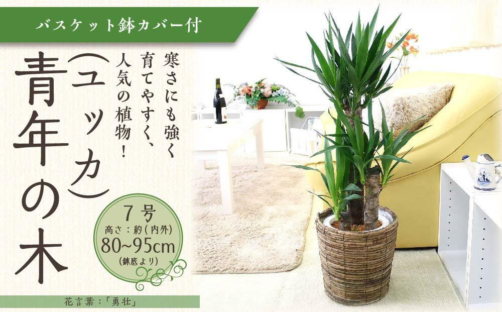 
            【観葉植物】青年の木（ユッカ） 7号 ブラウンバスケット鉢カバー 土の表面：ウッドチップ 【観葉植物 植物 鉢付 インテリア 部屋 室内 オフィス 癒し エコ グリーン マイナスイオン リラックス オシャレ おしゃれ ギフト プレゼント 贈り物 人気 おすすめ  福岡県筑前町 送料無料 AG029】
          