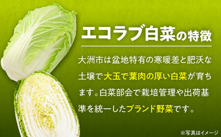 白菜 約10kg 白菜【11月中旬から順次発送】[AGBN049]