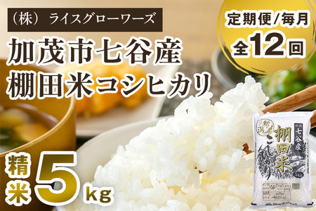 【令和8年産新米先行予約】【定期便12ヶ月毎月お届け】七谷産 棚田米コシヒカリ 精米5kg《10月上旬～順次出荷》 白米 （株）ライスグローワーズ