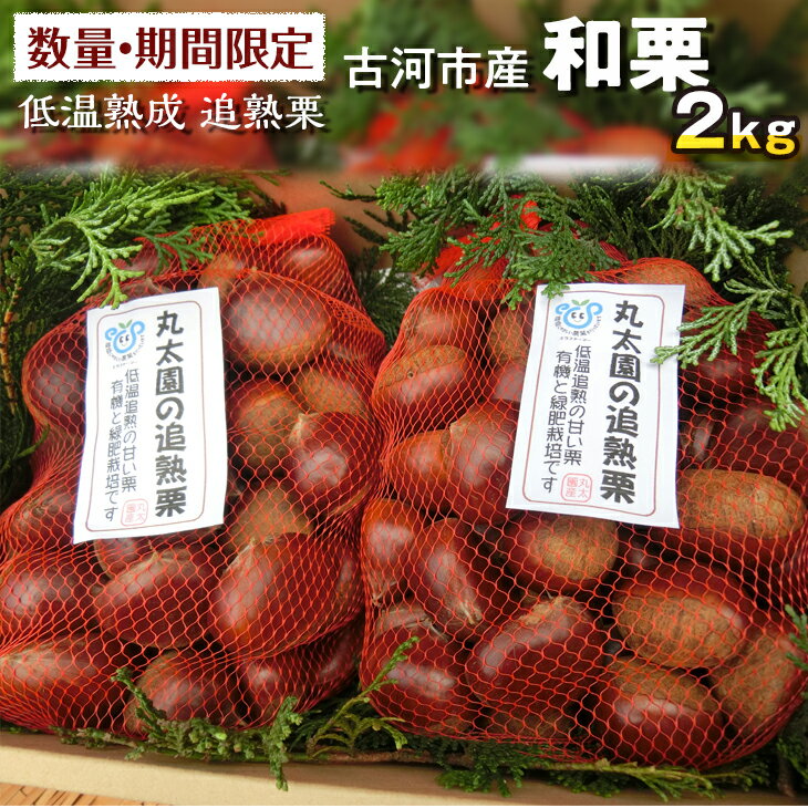 【ふるさと納税】【数量・期間限定】低温熟成 追熟栗 2Kg 古河市産和栗 茨城産 ※離島への配送不可 ※2025年10月中旬頃より順次発送予定_BF15