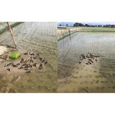 ふるさと納税 新潟市 カモ農法コシヒカリ5kg 米 精米 白米 コシヒカリ 5kg [54070755] |  | 03