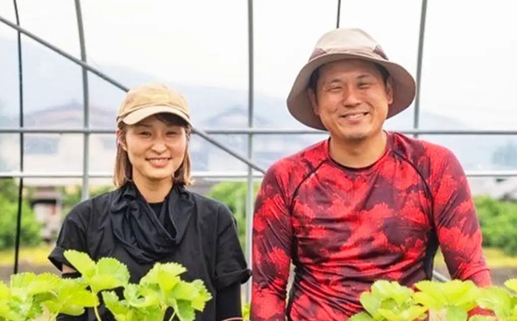 熊本県産 いちご （ゆうべに）4パック 約1000g 苺 ゆうべに【2027年1月上旬発送開始】