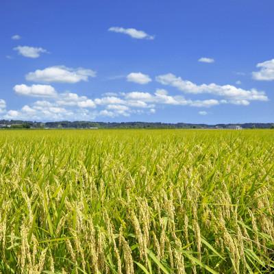 ふるさと納税 多古町 多古米セレクション　宇井稔二さんの多古米コシヒカリ　玄米10kg　令和7年産 |  | 02