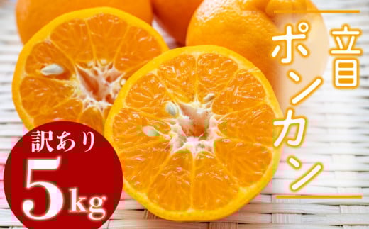 【2026年2月より発送】訳あり ぽんかん 5kg 特上品 贈答用 大小混合品 高知県産 立目ぽんかん 果物 フルーツ ボンカン 果樹園 さかもと  柑橘 みかん ミカン 有機肥料 主体 低農薬 KJS010_3x