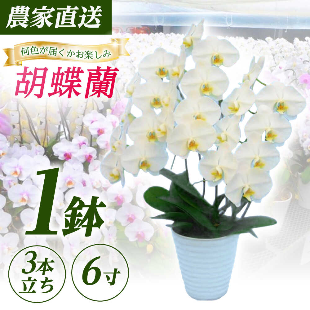 【ふるさと納税】胡蝶蘭 3本立ち（鉢直径18cm）生産農家直送 【足柄金太郎洋蘭園】花 神奈川県開成町産 こちょうらん コチョウラン 贈り物 プレゼント ギフト 洋蘭 蘭 お花 生花 鉢花 鉢 開業 新築 記念 退職 還暦 開店 [BDAB007]