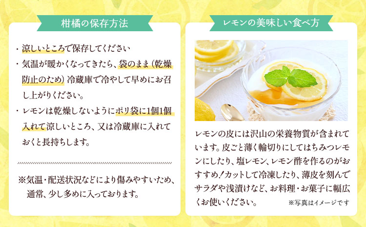 国産 マイヤーレモン 約3kg 15〜20玉【吉田レモニー】【2024年9月下旬〜2025年6月上旬発送】れもん 柑橘 かんきつ