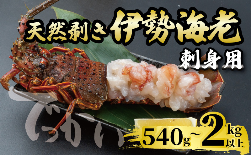 
            でっかい天然伊勢海老  刺身用 540g~2kg以上 冷凍 ( 特大サイズ 急速冷凍 えび エビ 高級 鮮魚 海鮮 魚介 刺身 焼き物 汁物 ギフト 贈答 贈り物 祝い 歳暮 中元 年末 年始 早期 予約 ) IKY098-all
          