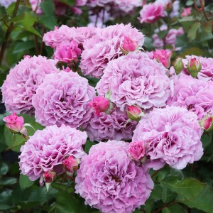 育てやすい次世代のバラ [コリンクレイヴン] 6号鉢植え品 [0183]