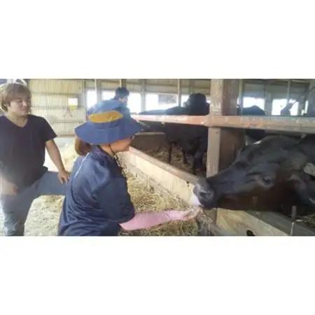「みかも牛」カレー・シチュー用600g_肉 牛肉  うし ビーフ_【配送不可地域：離島】【1257313】