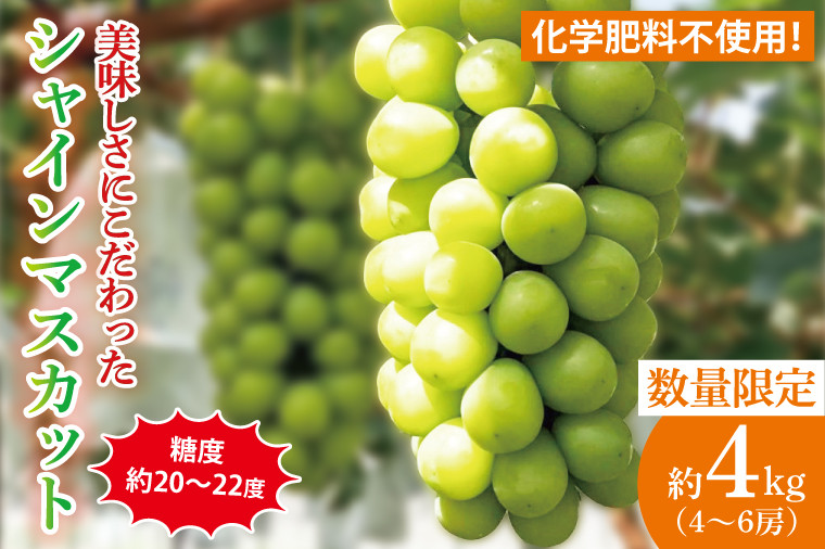
            【先行予約】【2025年9月以降発送】糖度約20～22度！美味しさにこだわったシャインマスカット（約4000g）4～6房 化学肥料不使用 農家直送【葡萄 ぶどう マスカット フルーツ 果物 くだもの 水戸市 水戸 茨城県 60000円以内 6万円以内】（GG-17）
          