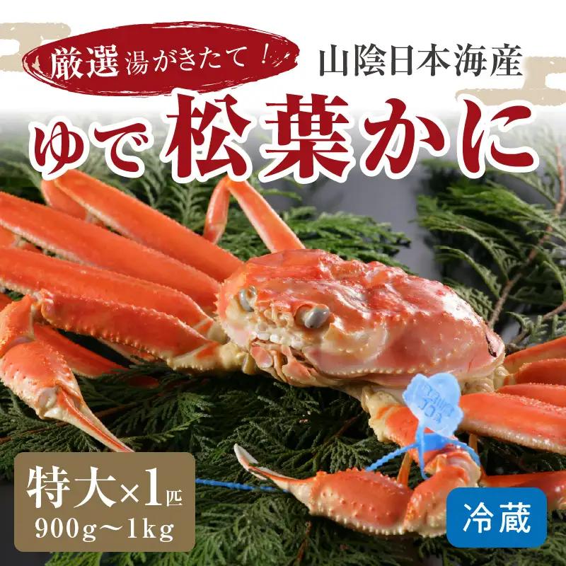 かに卸問屋がお届け・自社釜ゆで！山陰沖ゆで松葉がに 900ｇ～1ｋｇ 特大サイズ（12月発送）／北畿水産 かに