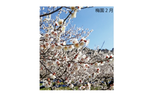 N063　紀州完熟南高梅　白龍梅
