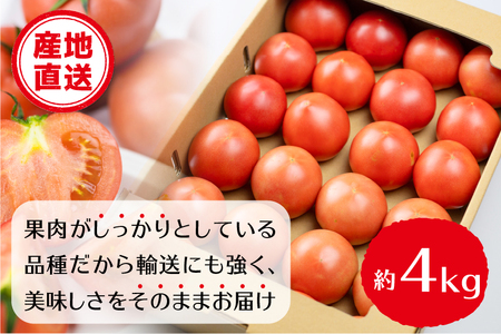 《先行予約》飛騨トマト 約4kg（20－28玉）産地直送 野菜 とまと トマト 麗月 夏野菜 やさい サトーカルチャー [Q1729_24] 