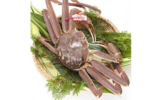 ブランドタグ付き 松葉ガニ（生）1枚（800g以上）【年明け配送】《ずわいがに　かに　カニ　蟹》