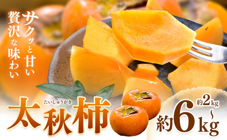 
            柿 太秋柿 たいしゅうがき 選べる 約2kg 約3kg 約6kg 日本フルーツ株式会社《9月上旬-10月末頃出荷》熊本県 菊池市 柿 かき 熊本県産 秋の味覚 果物 くだもの フルーツ デザート
          