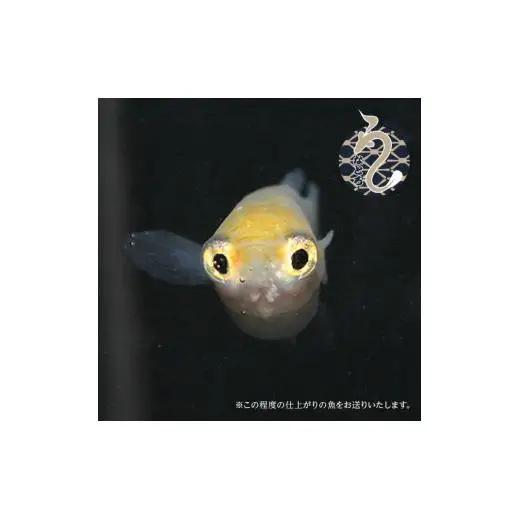 メダカ「ポニョ」3ペア