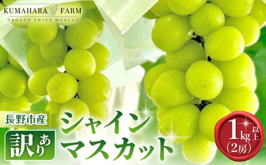 
                  熊原果樹園　【訳あり】長野市シャインマスカット　1kg以上（2房） | シャインマスカット ぶどう 葡萄 フルーツ 果物 大粒 秀品 長野市産  松代 人気 おすすめ デザート 送料無料 長野県 長野市 信州 信濃 ふるさと納税
                