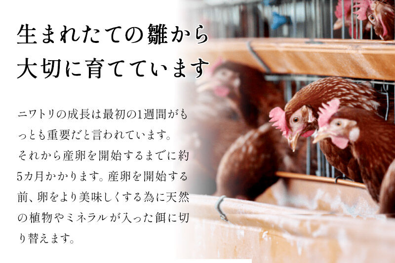 《定期便7ヶ月》 たまごの樹 純国産鶏種 卵『もみじ』76個+割れ保証4個付き（10個入×8パック） [たまご タマゴ 玉子 鶏卵 まとめ買い オムレツ 卵かけご飯 朝食 料理 美味しい 瀧田養鶏場]