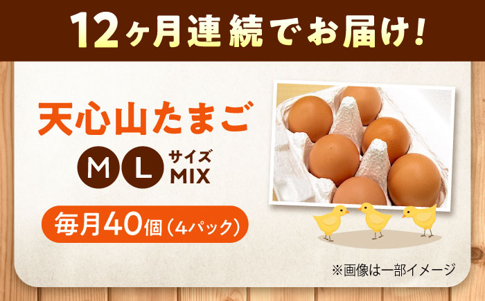 【全12回定期便】天心山 たまご 40個（10個入り×4パック） 卵 たまご 高級 食品 たまごかけご飯 卵かけご飯 卵焼き 生卵 濃厚 ケーキ お菓子 づくり ランキング 上位 人気 おすすめ 定期