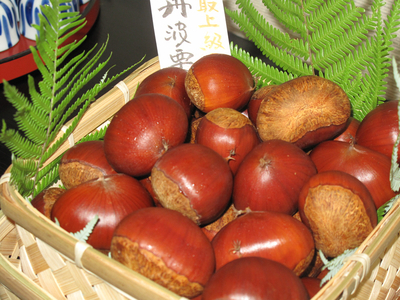 丹波栗 厳選大粒 1.2kg 栗