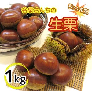 谷泉さんちの生栗1kg【数量限定】《10月上旬-10月末頃出荷予定（土日祝除く）》【配送不可地域あり】※離島不可