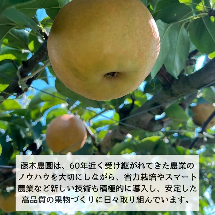豊水 3kg箱
