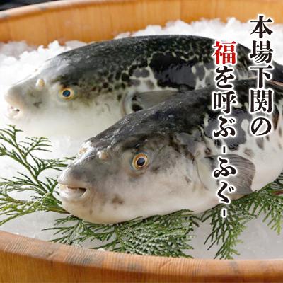 ふるさと納税 下関市 とらふく刺身2人前 FG001 |  | 01