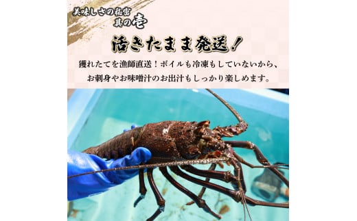 HRISI-80 【先行予約】＜数量限定＞宮崎県串間産伊勢エビ（約800g）【合同会社Houryoumaru】