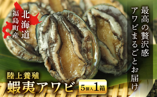 北海道福島町 陸上養殖「蝦夷アワビ」5個入 【 ふるさと納税 人気 おすすめ ランキング あわび アワビ 鮑 養殖 海鮮 海産 ギフト プレゼント 北海道 福島町 送料無料 】 FKP001