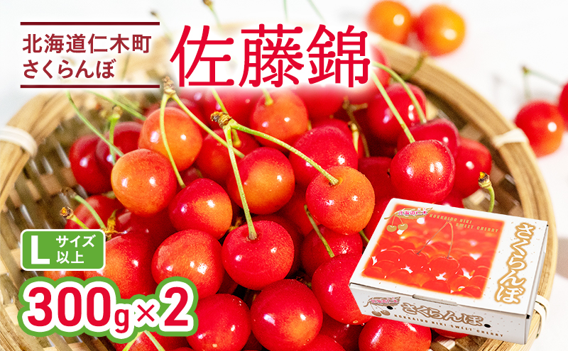 先行受付 さくらんぼ 佐藤錦 300g×2P 計600g Lサイズ 北海道 仁木町　国産 旬のフルーツ 旬の果物 デザートサクランボ チェリー フルーツ 果物 果物類 仁木 [カムナビファーム]