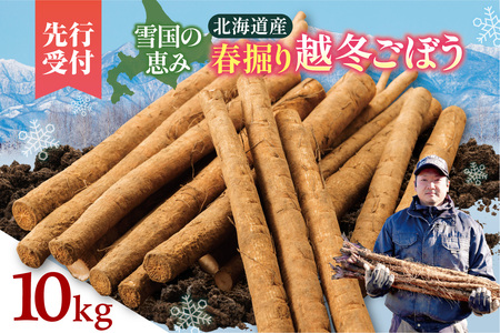 北海道十勝清水町産 越冬ごぼう 10kg【2026年春発送予定】牛蒡 ゴボウ