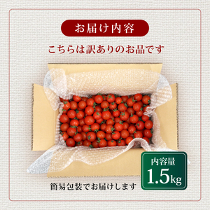 【訳あり】 ミニトマト 約1.5kg 常温配送 ＼2025年11月以降順次発送／