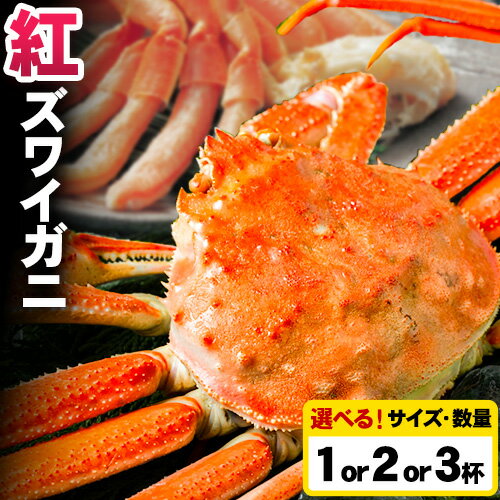 【ふるさと納税】蟹 蟹セレブ 紅ズワイガニ 選べる サイズ 数量 中 大 特大 1杯 2杯 3杯 giverichホールディングス《10月上旬-5月下旬頃出荷》鳥取県 八頭町 蟹 かに カニ 紅ズワイガニ 紅ズワイ 送料無料