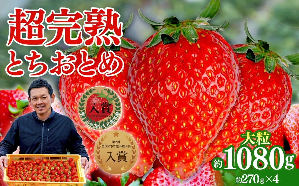 
            【選べる発送月】いちご 「茂木完熟いちご」　第1回いちご選手権入賞 とちおとめ 大粒 約270g×4 合計 約1080g | いちご イチゴ 苺 とちおとめ 大粒 特大 第1回いちご選手権入賞 ブランドいちご ストロベリー 完熟 果物 フルーツ くだもの 甘い あまい 旬 産地直送 栃木県産 美土里農園 栃木県 茂木町
          
