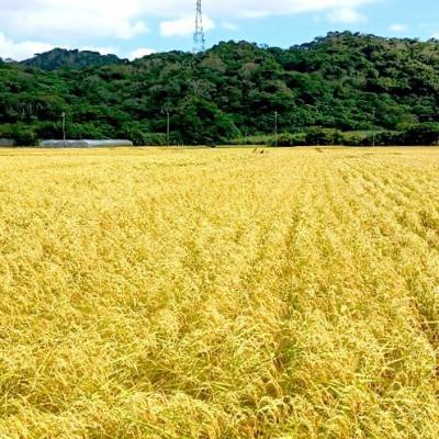 ふるさと納税 名護市 令和7年産 精米 羽地米(ひとめぼれ) 5kg |  | 03