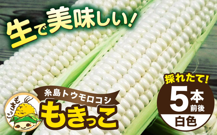 
            糸島産 トウモロコシ 「もきっこ」 白 (5本前後) 糸島市 / 内田農業 とうもろこし コーン [AZH005]
          