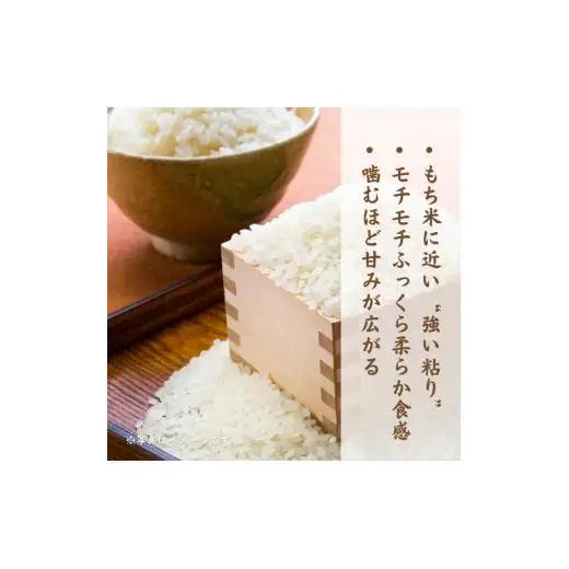 モチモチふっくら「ミルキークイーン」精米5kg ／ 米 こめ コメ お米 ご飯 ごはん ミルキークイーン 白米 精米 令和7年産 5kg 利根町 送料無料