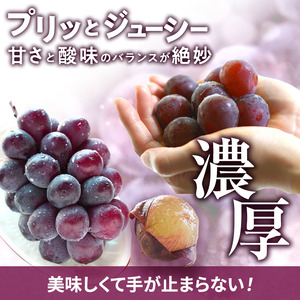 ぶどう 訳あり ニューピオーネ 約4kg ご家庭用 満杯詰め 先行予約 ぶどう