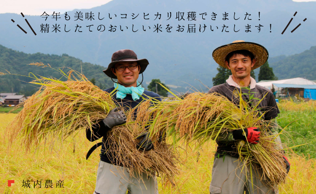 【令和７年産新米予約】【お米定期便/全１２回】南魚沼産コシヒカリ　無洗米５ｋｇ＜５割減農薬栽培米＞城内農産【2025年10月上旬より順次発送予定】