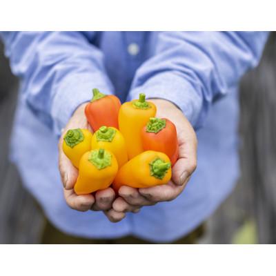 ふるさと納税 津山市 季節のおまかせ野菜セット