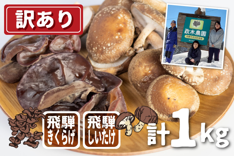 
            【訳あり】【11月上旬〜3月下旬】菌床しいたけ・生きくらげセット 計1kg　政木農園 肉厚 椎茸 シイタケ キクラゲ 飛騨  簡易包装 syun183
          