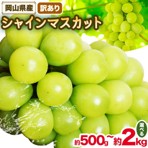 【ふるさと納税】訳あり シャインマスカット 選べる 約500g(1~2房) 約1.2kg(1~3房) 約2kg(2~5房)【先行予約】 花田青果株式会社《2025年9月上旬-10月末頃出荷》マスカット 送料無料 岡山県 浅口市 訳あり シャインマスカット ぶどう フルーツ 果物【配送不可地域あり】